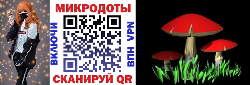 цена наркотик  мориарти клад  Галлюциногенные грибы Magic Shrooms  Вытегра 
